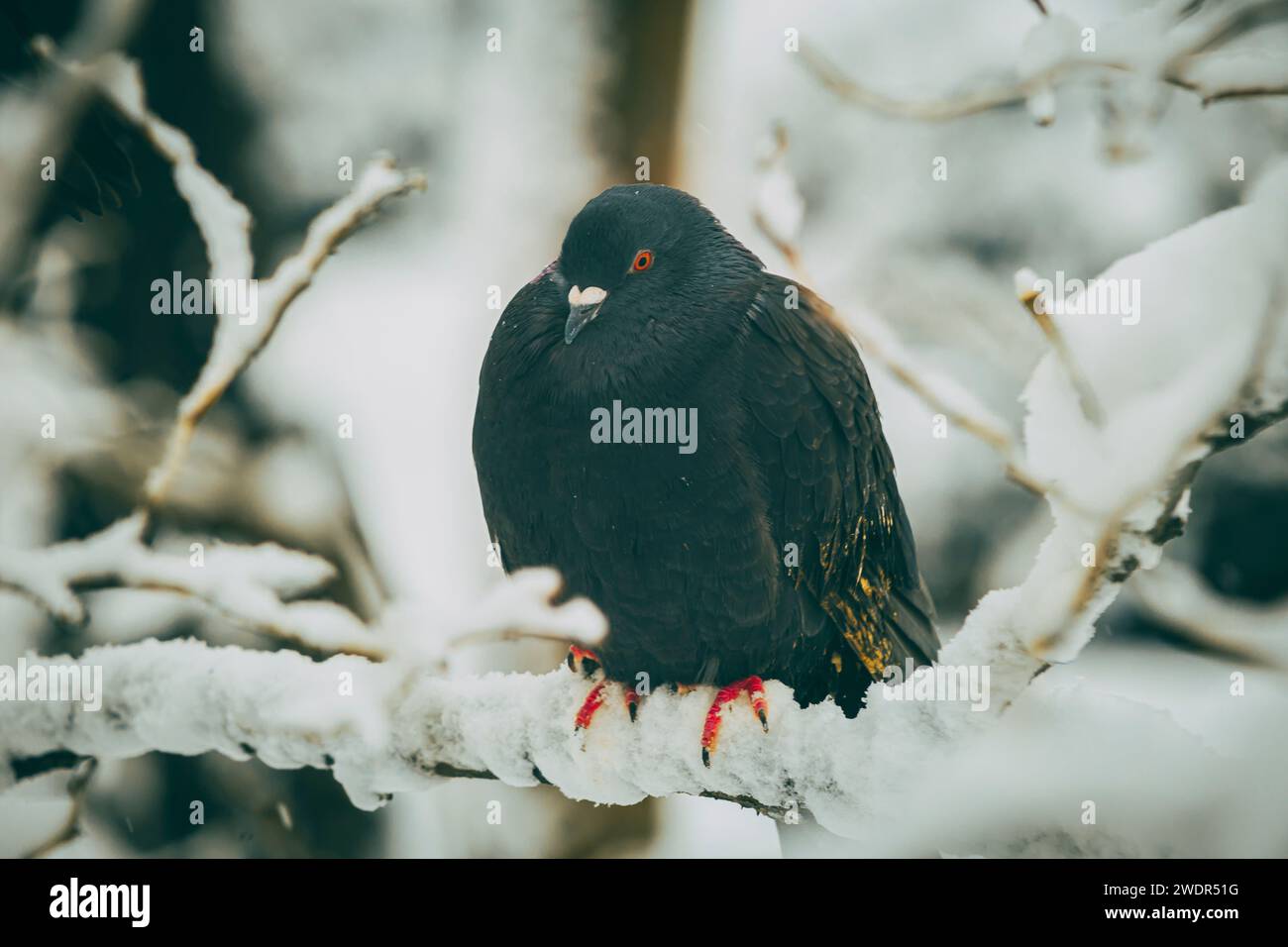 Un piccione nero seduto su un ramo di albero innevato Foto Stock