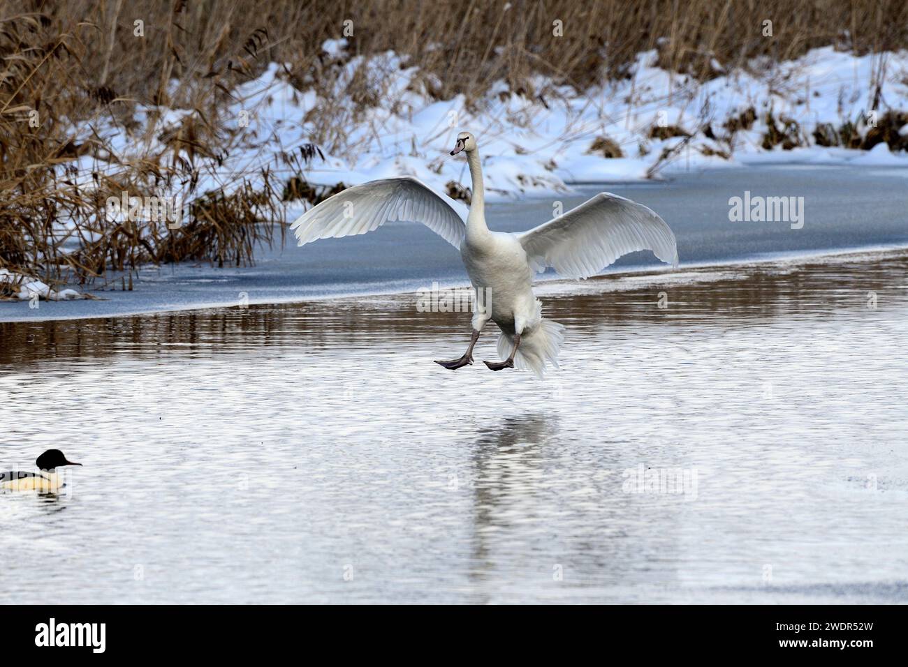 Mute Swan, Cygnus olor, Anatidae, atterraggio, uccello, Animal, Federsee, Bad Buchau, Baden-Württemberg. Germania Foto Stock