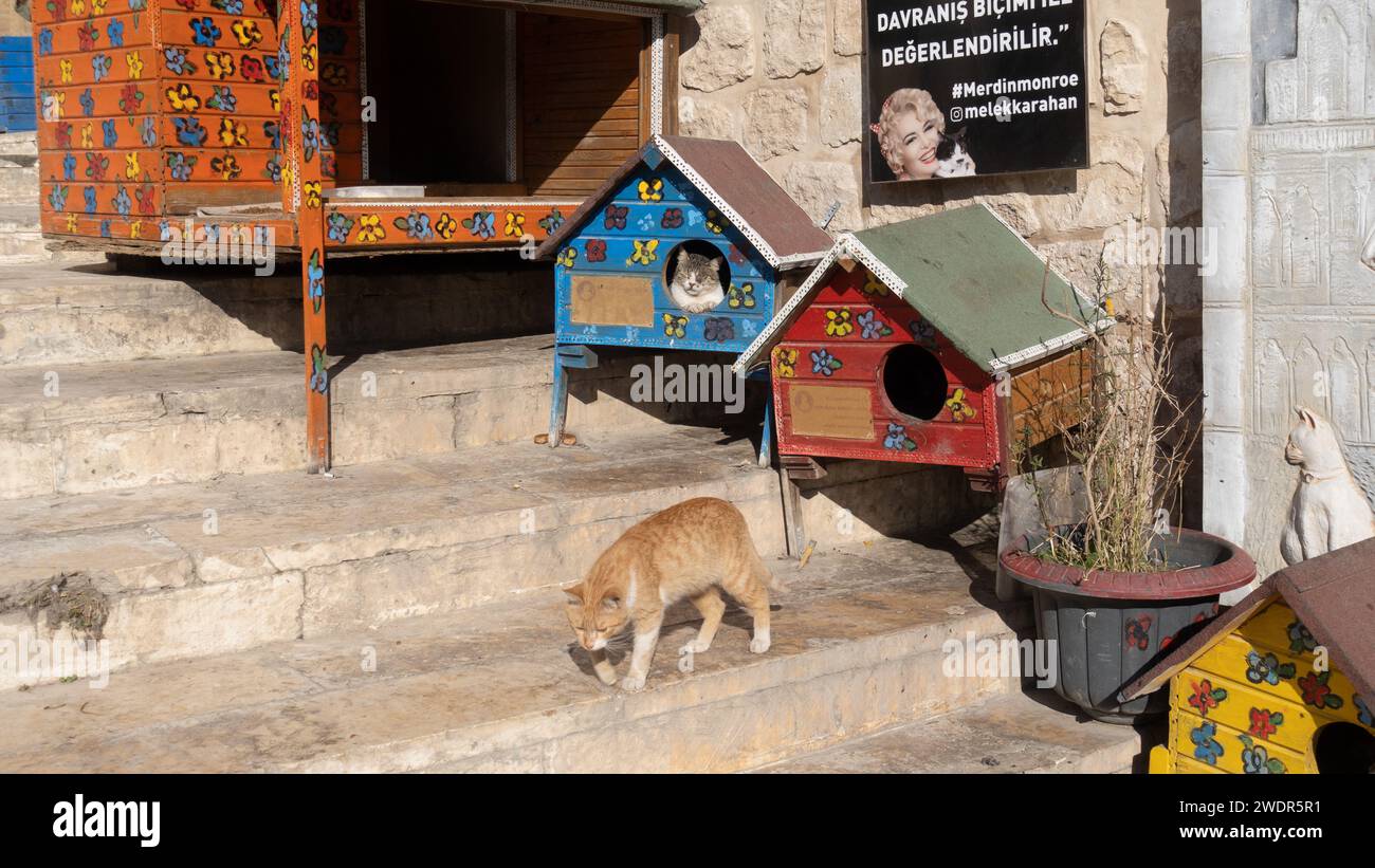 Un rifugio per gatti randagi a Mardin tenuto da Melek Karahan, un appassionato di animali selvatici locale. Case per gatti a Mardin in Turchia Foto Stock Un rifugio per gatti randagi a Mardin tenuto da Melek Karahan, un appassionato di animali selvatici locale. Case per gatti a Mardin in Turchia Foto Stock