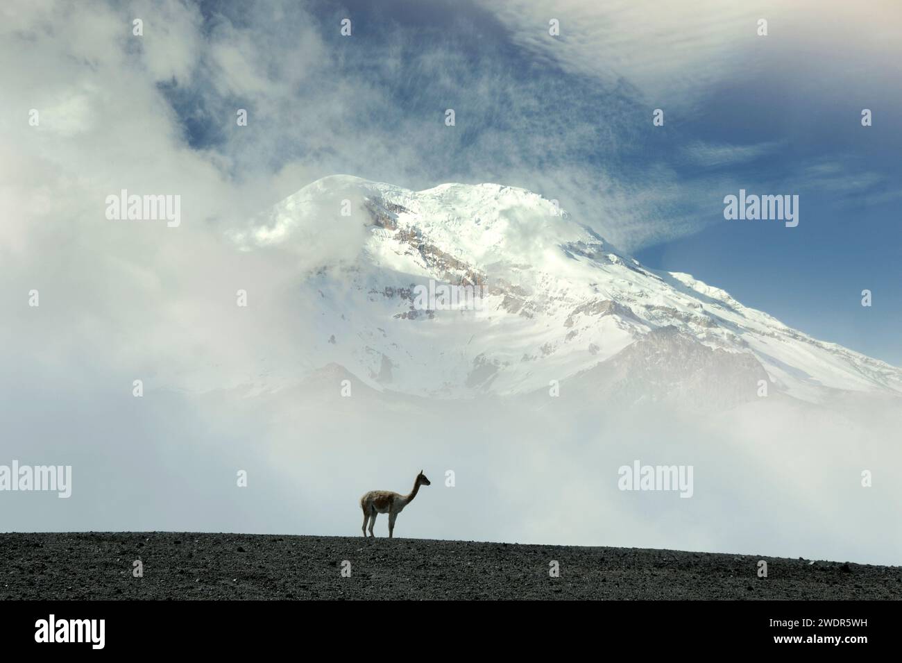 Ecuador, Ande, Vulcano Chimborazo, Vicunas (m) Foto Stock