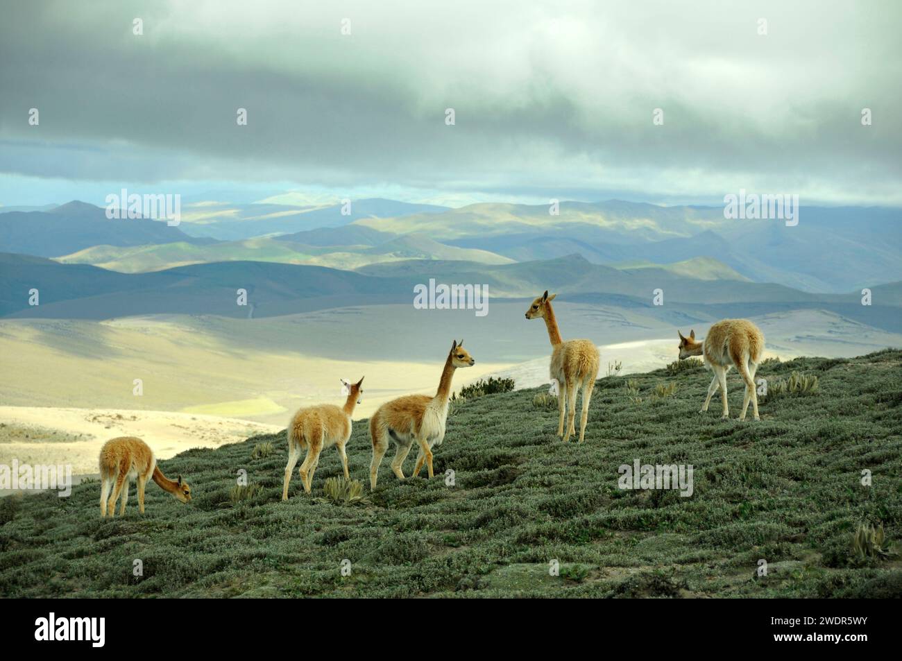 Ecuador, Ande, Vulcano Chimborazo, Vicunas Foto Stock