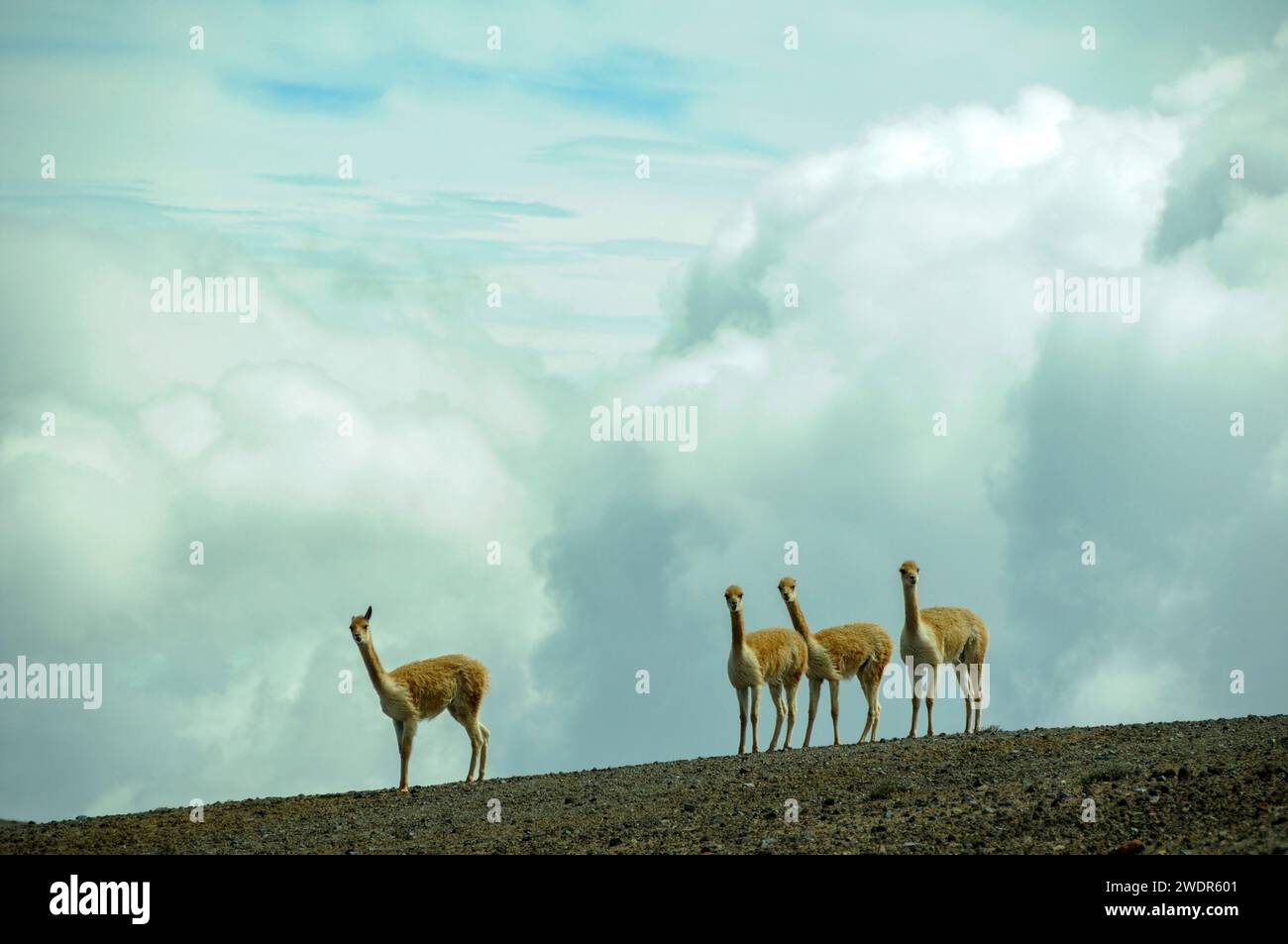 Ecuador, Ande, Vulcano Chimborazo, Vicunas Foto Stock