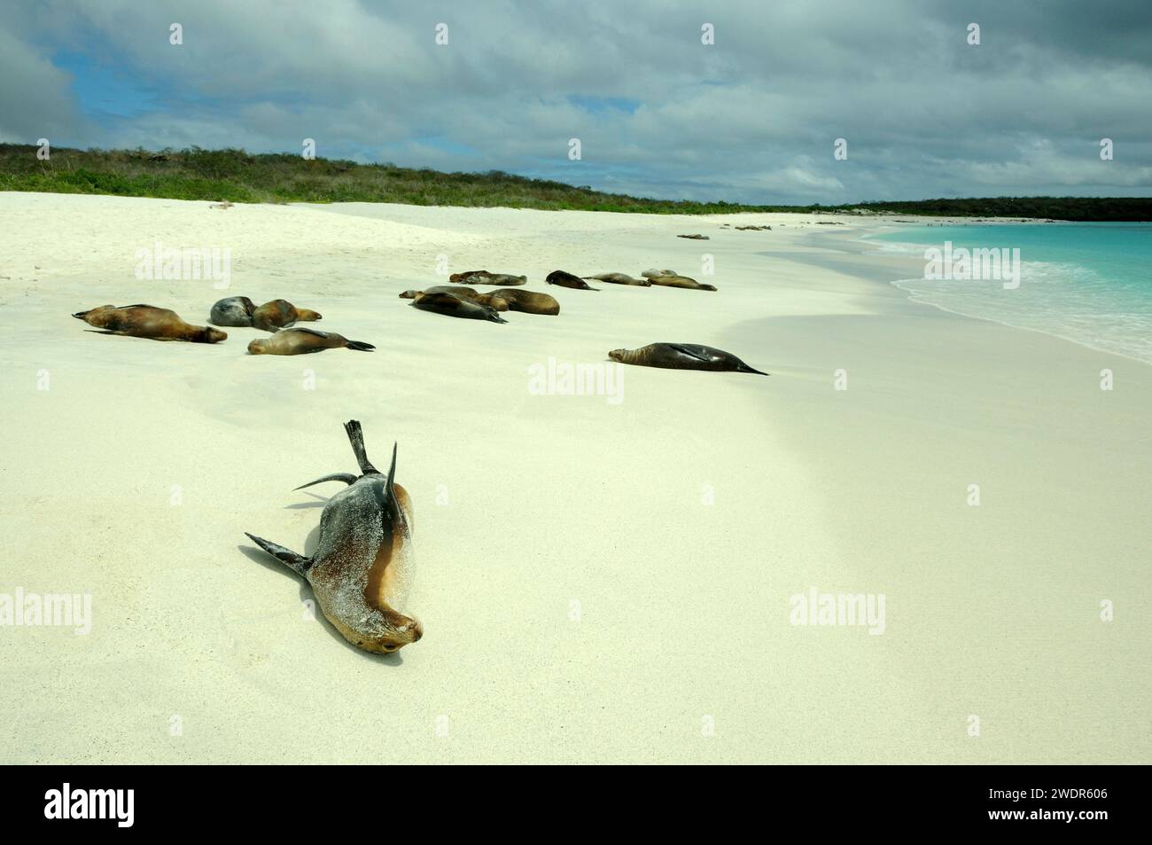 Leone marino delle Galapagos (Zalophus wollebaeki) Gardner Bay, Isola di Espanola, Isole Galapagos, Ecuador Foto Stock