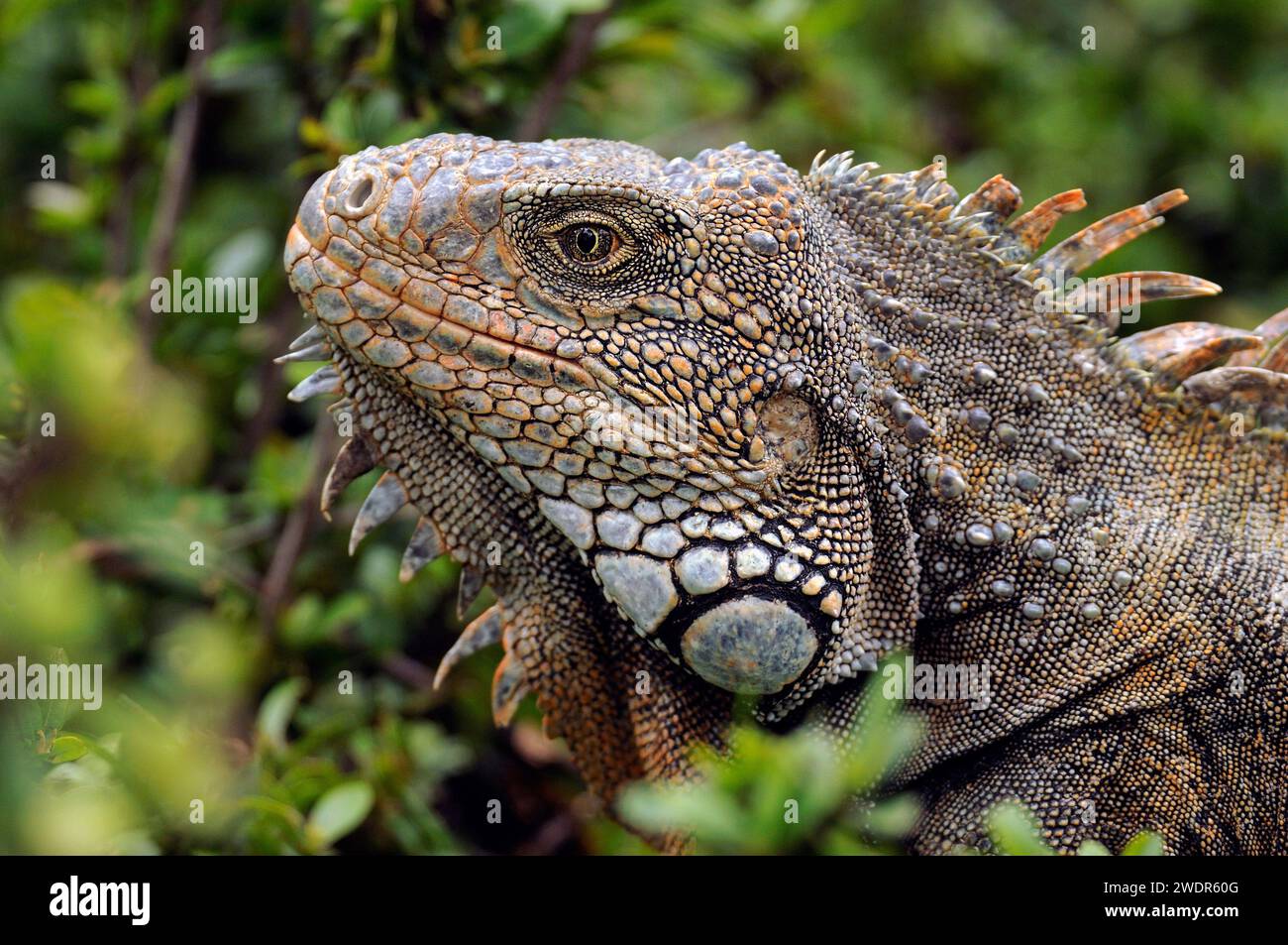 Sud America, Ecuador, Guayaquil, Parque Seminario, Iguana Foto Stock