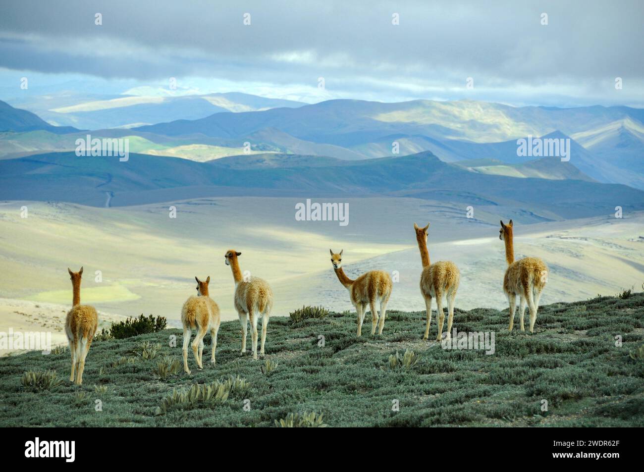 Ecuador, Ande, Vulcano Chimborazo, Vicunas Foto Stock