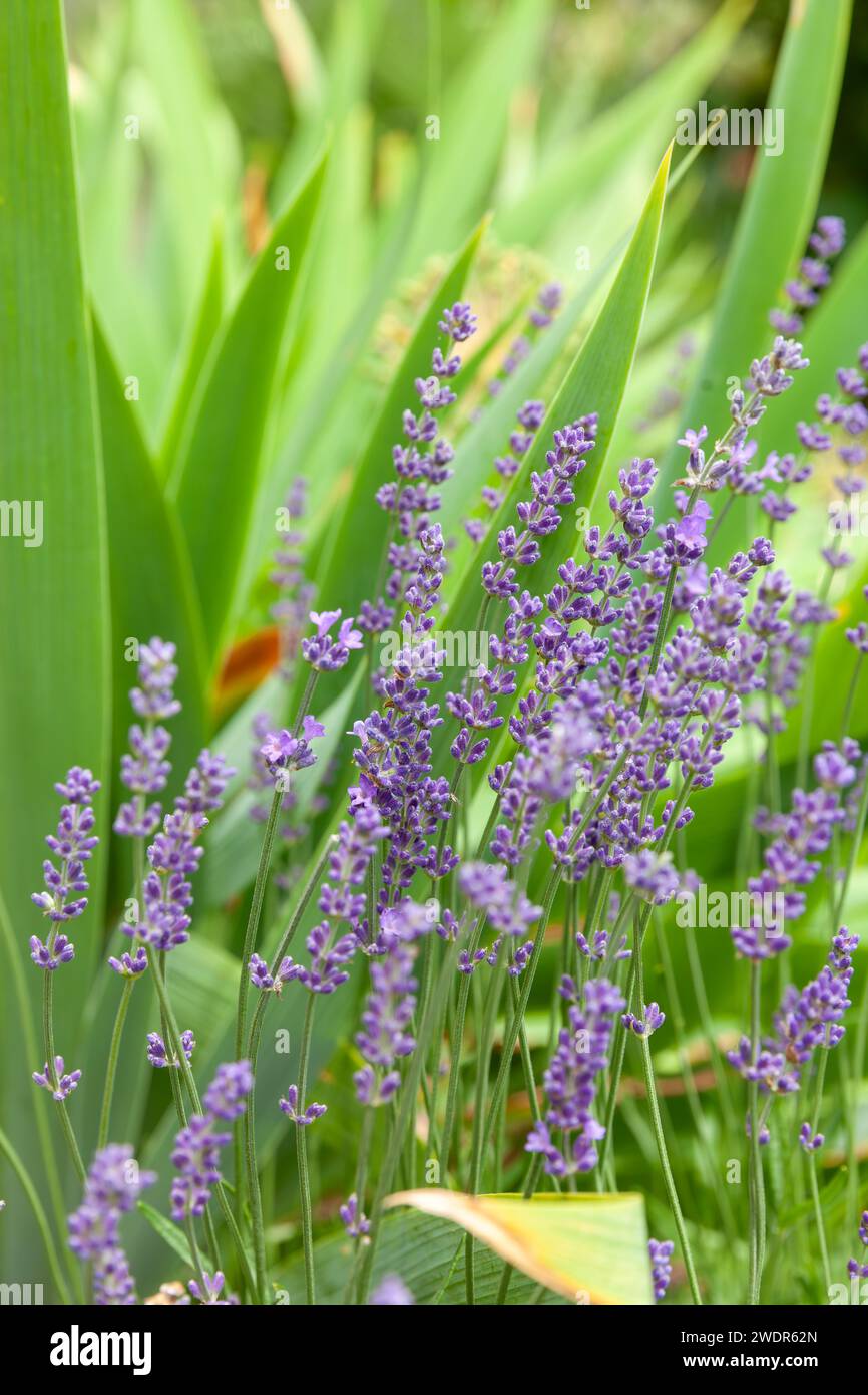 Pianta di lavanda da vicino in un giardino inglese primaverile Foto Stock