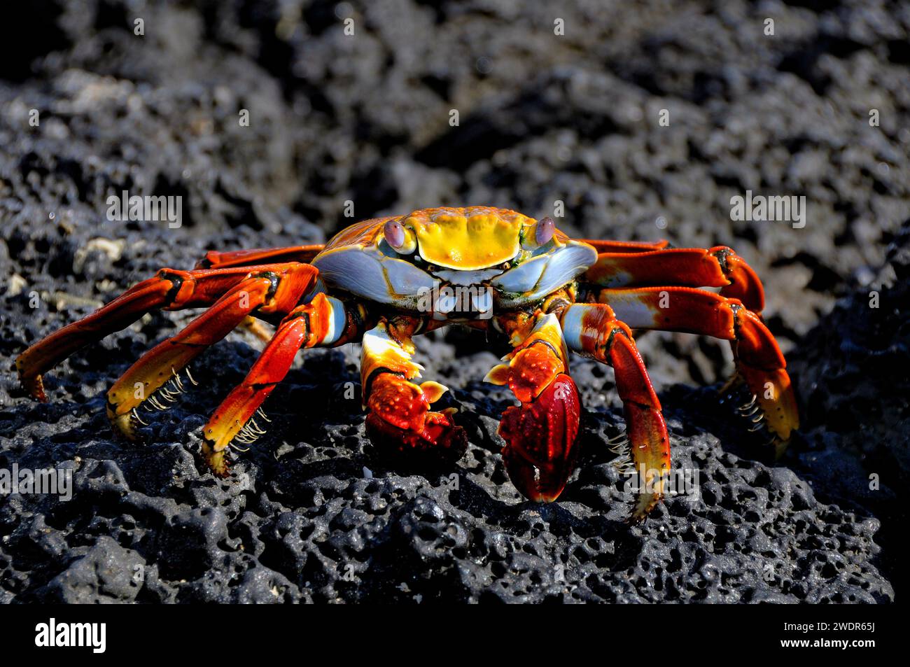 Ecuador, Isole Galapagos, Isola di Santa Cruz, Las Bachas, Las Bachas, Sally Lightfoot Crab, graspus graspus Foto Stock