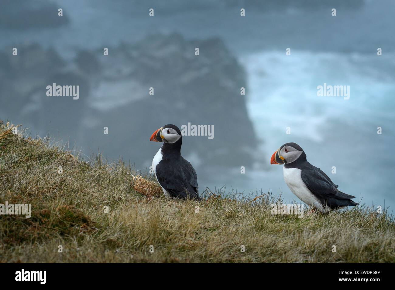 Canada, Maritimes, Terranova, Elliston, Atlantic Puffin, Fratercula arctica Foto Stock