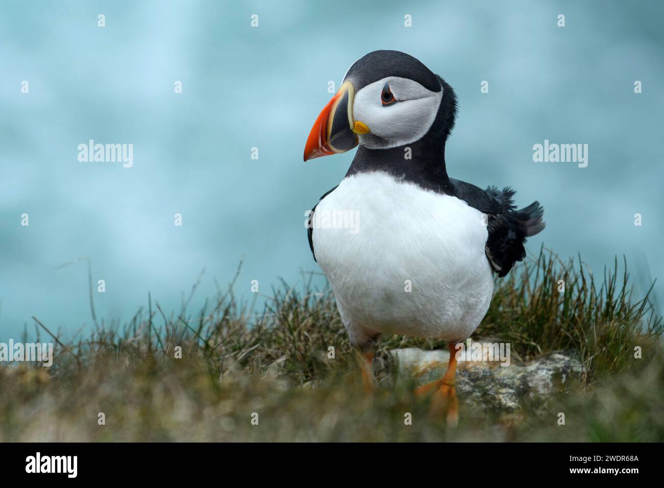 Canada, Maritimes, Terranova, Elliston, Atlantic Puffin, Fratercula arctica Foto Stock
