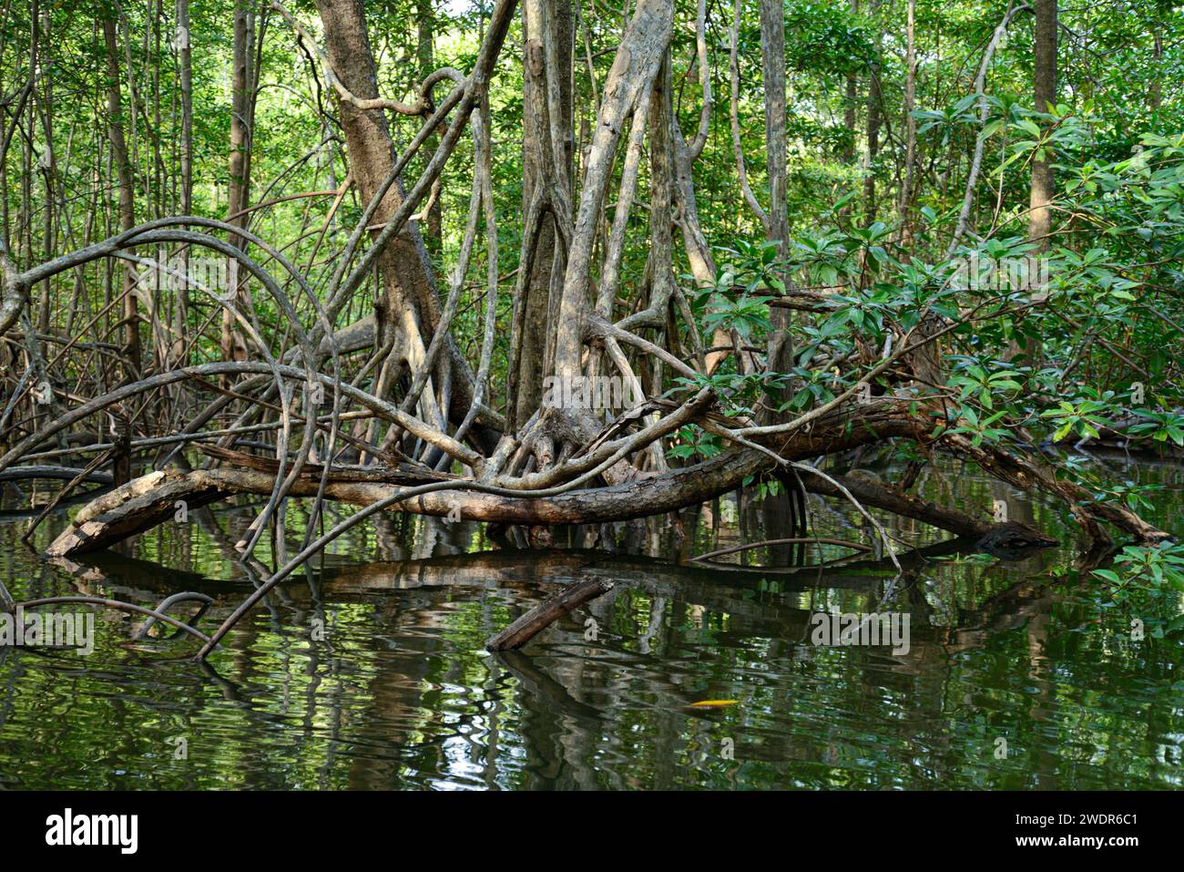 America centrale, Costa Rica, penisola di osa, Corcovado, Parco Nazionale, foresta costiera Foto Stock