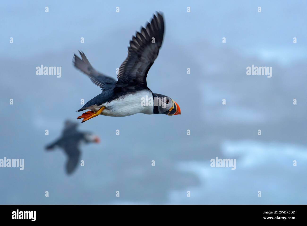 Canada, Maritimes, Terranova, Elliston, Atlantic Puffin, Fratercula arctica Foto Stock