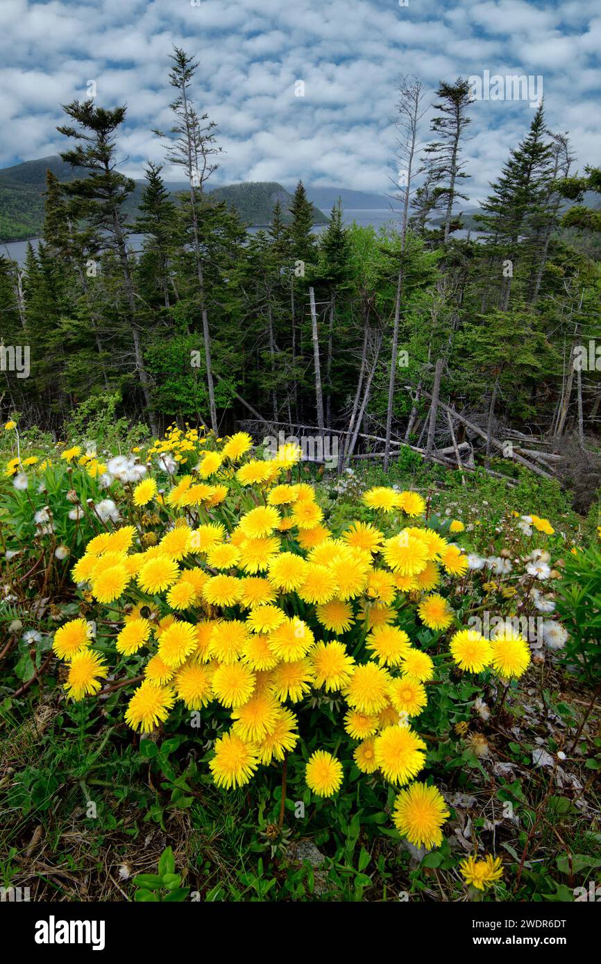 Canada, Maritimes, Terranova, Gros Morne National Park, vista dall'autostrada 430 a East ARM with Dandelions Foto Stock