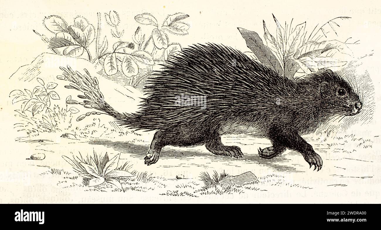 Incisione vintage finemente dettagliata di un Porcupine africano dalla coda cespugliata, di Zimmermann, di Brehm, Les Mammifères, Baillière et fils, Parigi, 1878. Foto Stock
