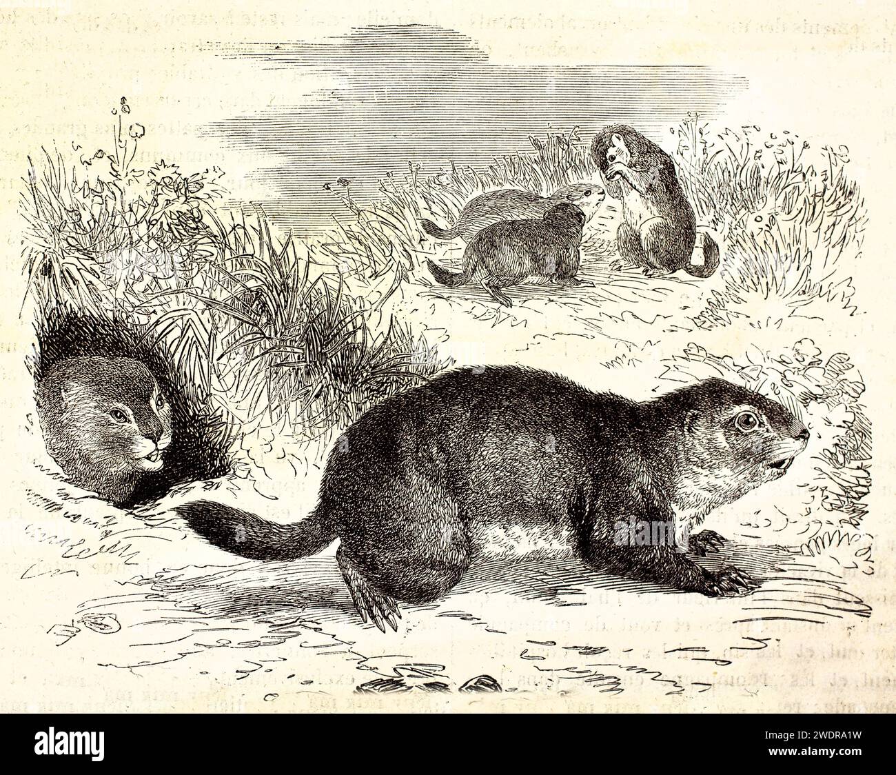 Incisione vintage finemente reinterpretata di Prairie Dogs dalla coda nera in un gruppo sociale vicino alla tana, texture squisita e linework espressivi. Parigi 1878. Foto Stock