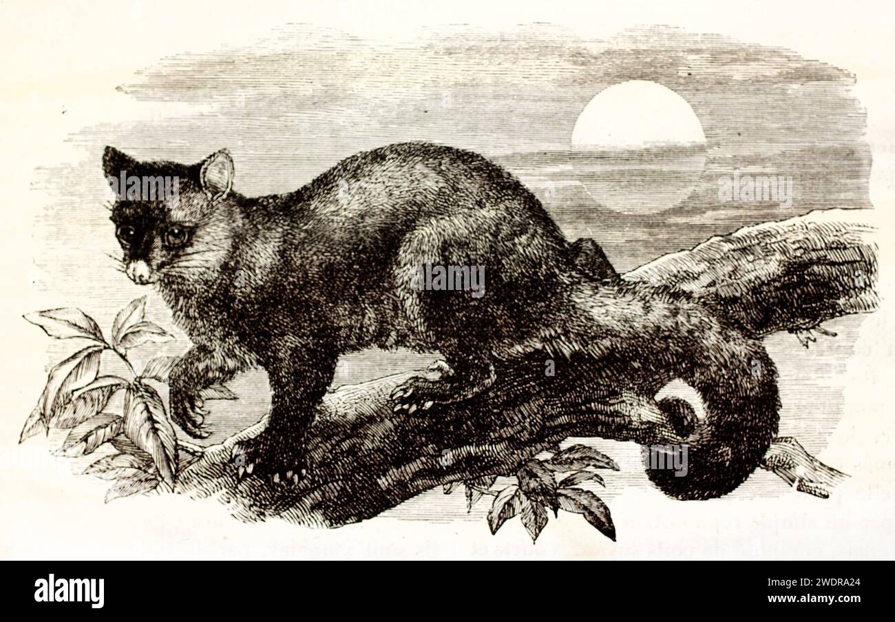 Incisione vintage finemente reinterpretata di un Possum Common Brushtail al crepuscolo, con schiusa espressiva e contrasti tono su tono. Parigi 1878. Foto Stock