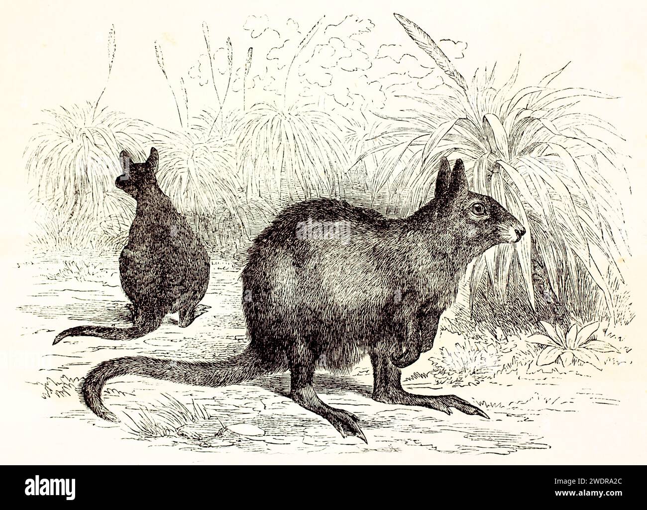 Incisione vintage finemente dettagliata di due Lepre-Wallaby orientali in habitat erboso, di Zimmermann, di Brehm, Les Mammifères, Baillière et fils, Parigi, 1878. Foto Stock