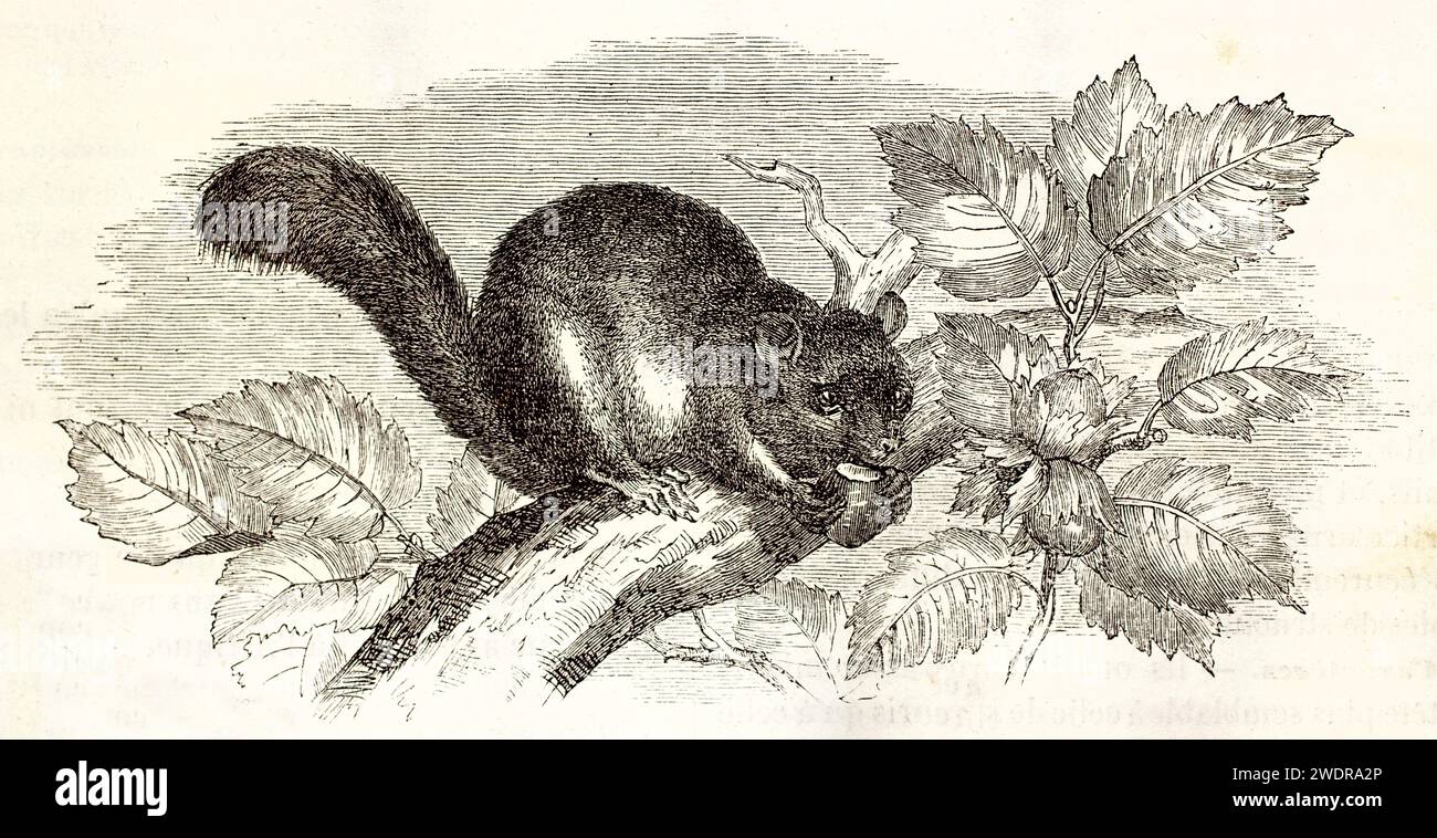 Incisione vintage finemente resa di un dortopo commestibile europeo che afferra una nocciola su un ramo frondoso, un raffinato disegno e un'ombreggiatura. Parigi 1878. Foto Stock