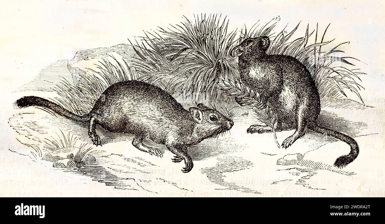 Incisione zoologica d'epoca molto dettagliata di due ratti di sabbia grassa in un ambiente naturale, di Zimmermann e Illner, pubblicata a Parigi nel 1878. Foto Stock