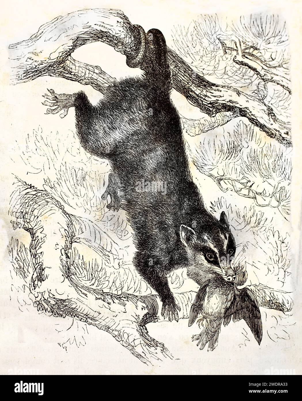 Incisione vintage molto dettagliata di un opossum a quattro occhi grigio e nero che cattura un uccello, di Kretschmer e Illner, di Brehm, Les Mammifères, 1878. Foto Stock