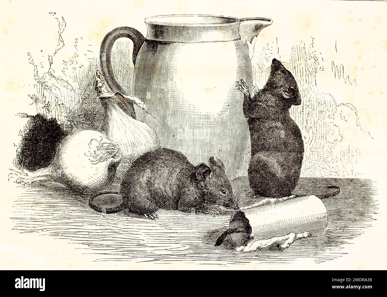 Incisione vintage molto dettagliata di House Mice in una scena di cucina, di Kretschmer e Schmit, da Brehm, Les Mammifères, Parigi, 1878. Foto Stock