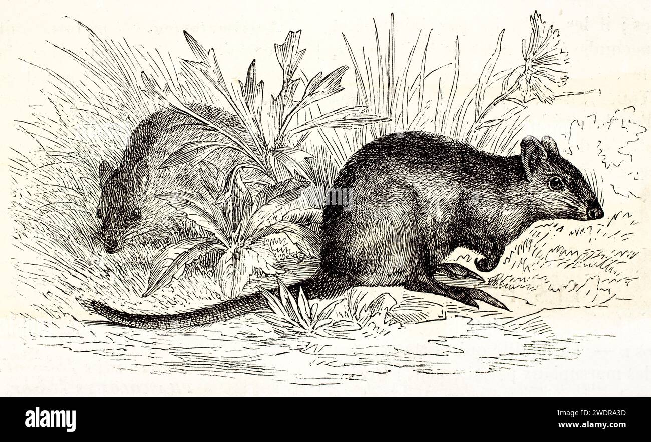 Dettagliata incisione vintage del Potoroo dai piedi lunghi in un habitat erboso. Creato da Zimmermann, da Brehm, Les Mammifères, Baillière et fils, 1878. Foto Stock