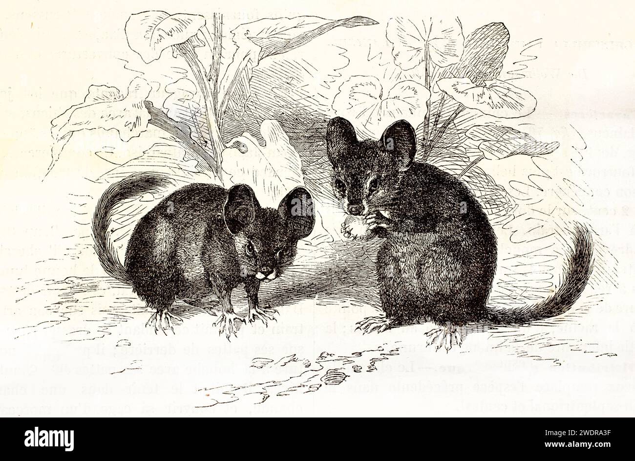 Illustrazione incisa di due chinchillas dalla coda lunga, una che mangia in posizione verticale e l'altra allerta. Pubblicato nel 1878 da Kretschmer e Schmid. Foto Stock