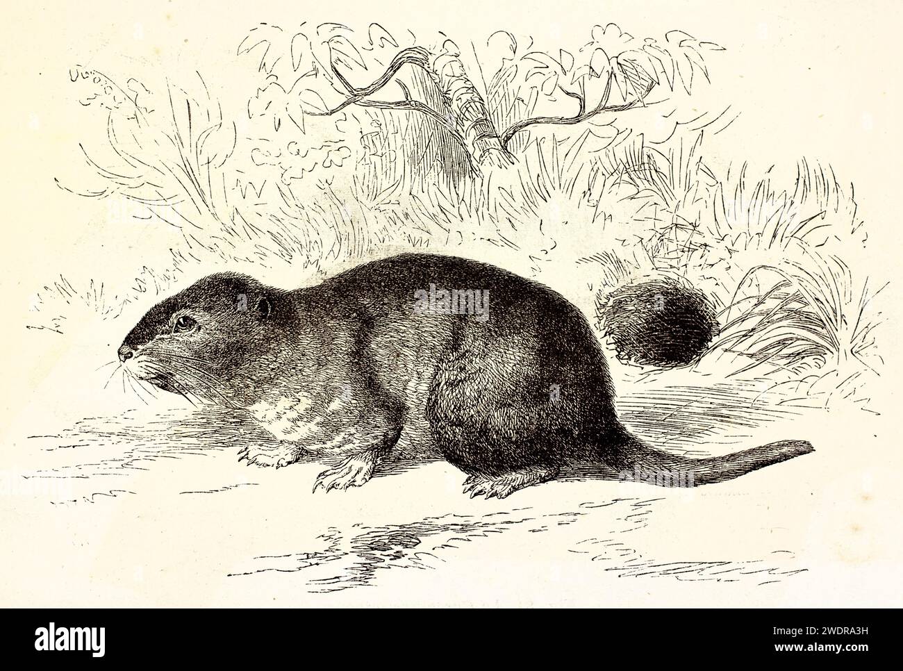 Incisione vintage finemente resa di un Tuco-tuco Magellano tra erbe, con campitura incrociata esperta e ombreggiatura naturalistica. Parigi, 1878. Foto Stock