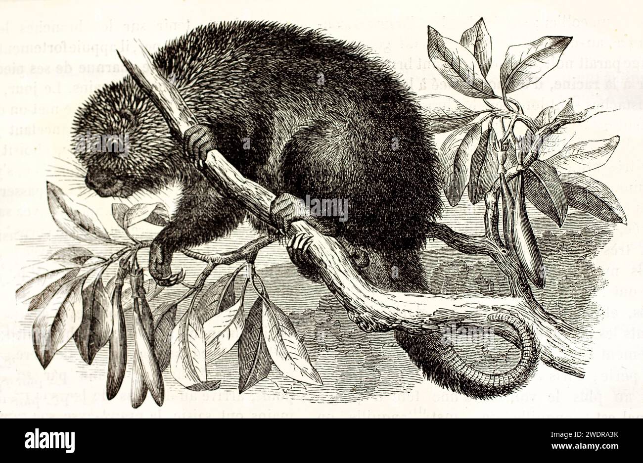 Incisione vintage finemente dettagliata di un Porcupine nano peloso messicano su un ramo a foglia, di Zimmermann, di Brehm, Les Mammifères, Parigi, 1878. Foto Stock