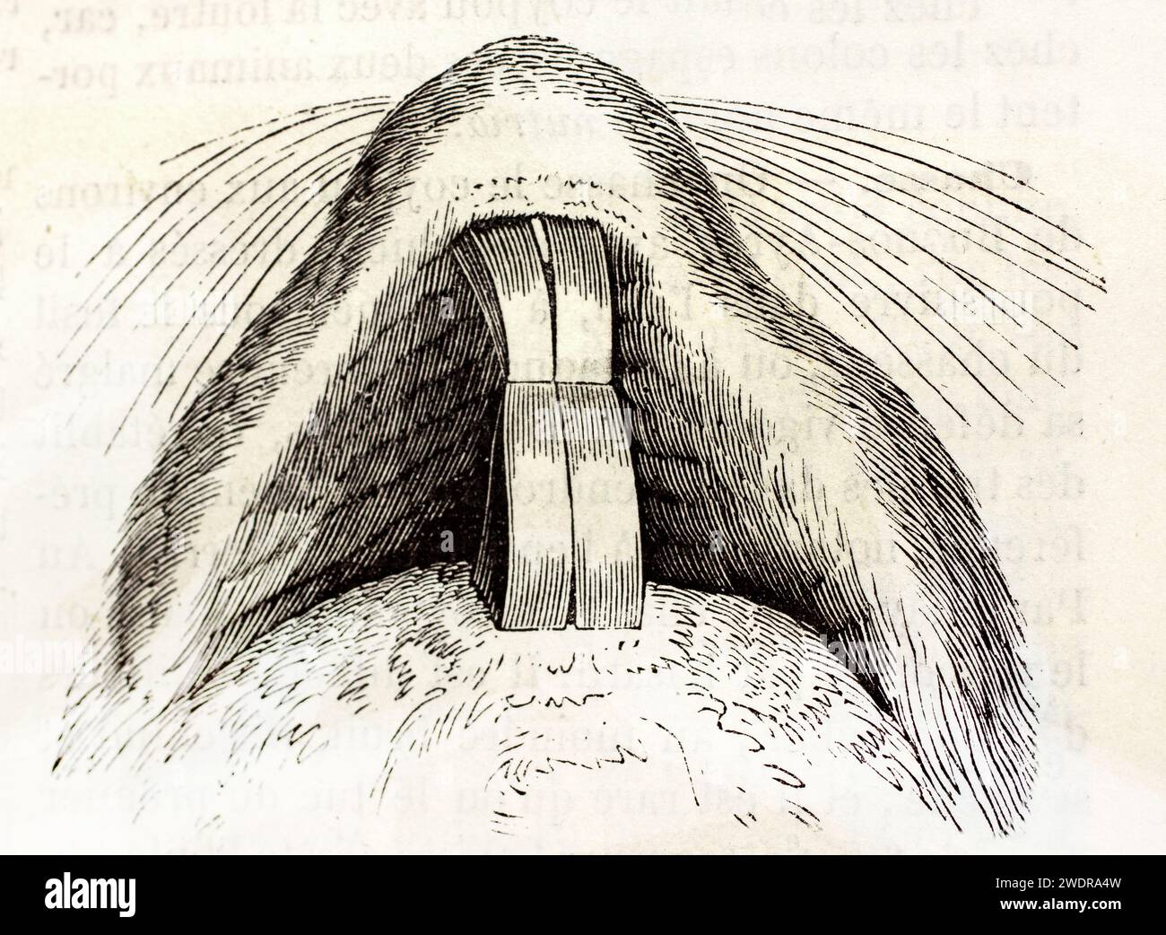 Incisione vintage finemente dettagliata dei denti di nutria primo piano, pubblicata su Brehm, Les Mammifères, Baillière et fils, Parigi, 1878. autore sconosciuto. Foto Stock