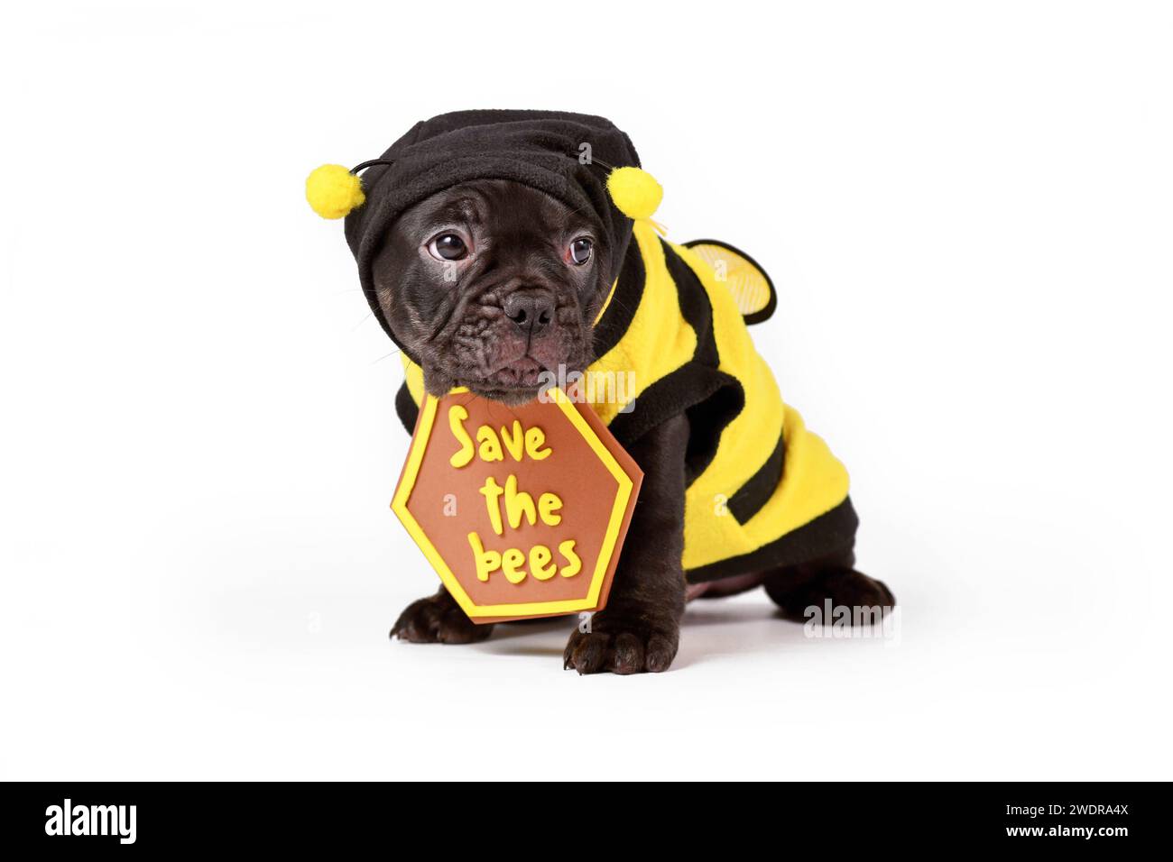 Carino cucciolo di cane Bulldog francese nero vestito con costume da ape e cartello "Save the Bees" su sfondo bianco Foto Stock