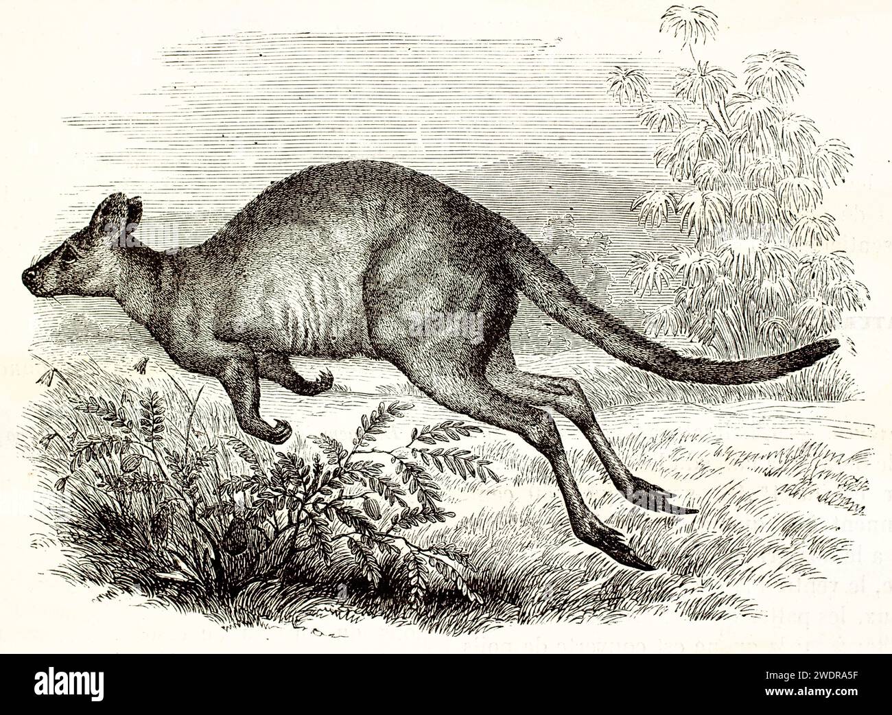 Incisione vintage finemente resa di un pademelon dal collo rosso a metà balzo, che mostra precisione anatomica e flora testurizzata. Parigi 1878. Foto Stock