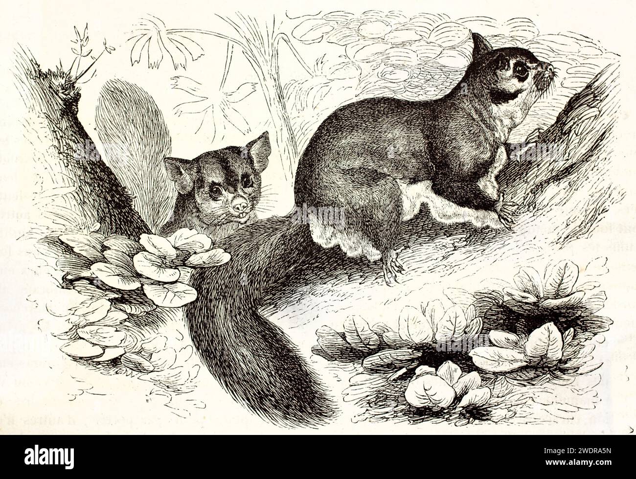 Incisione vintage finemente dettagliata di due Squirrel Gliders su un ramo, di Kretschmer, pubblicata a Brehm, Les Mammifères, Parigi, 1878. Foto Stock