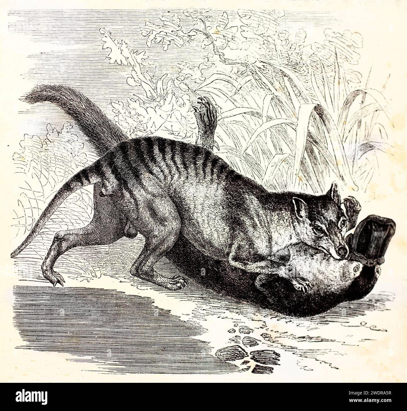 Incisione vintage finemente resa di una tigre della Tasmania che domina preda, catturata con sfumature dinamiche e tensioni realistiche. Parigi 1878. Foto Stock