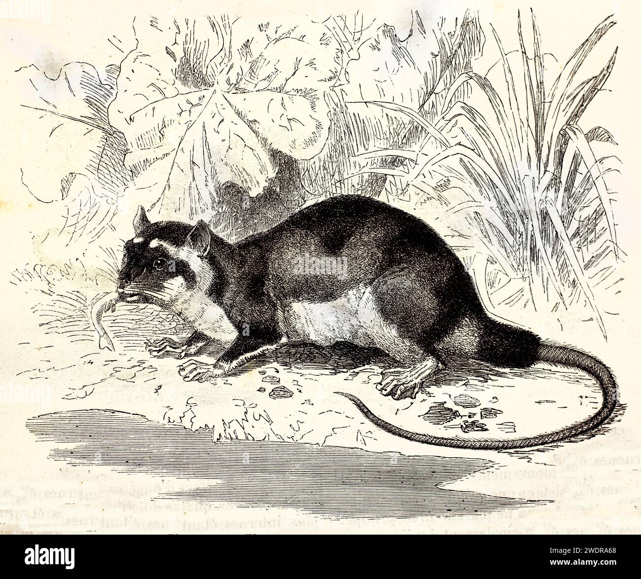 Incisione vintage finemente resa di un opossum d'acqua con prede, che mostra un'esperienza di croci e un lussureggiante ambiente botanico. Parigi 1878. Foto Stock