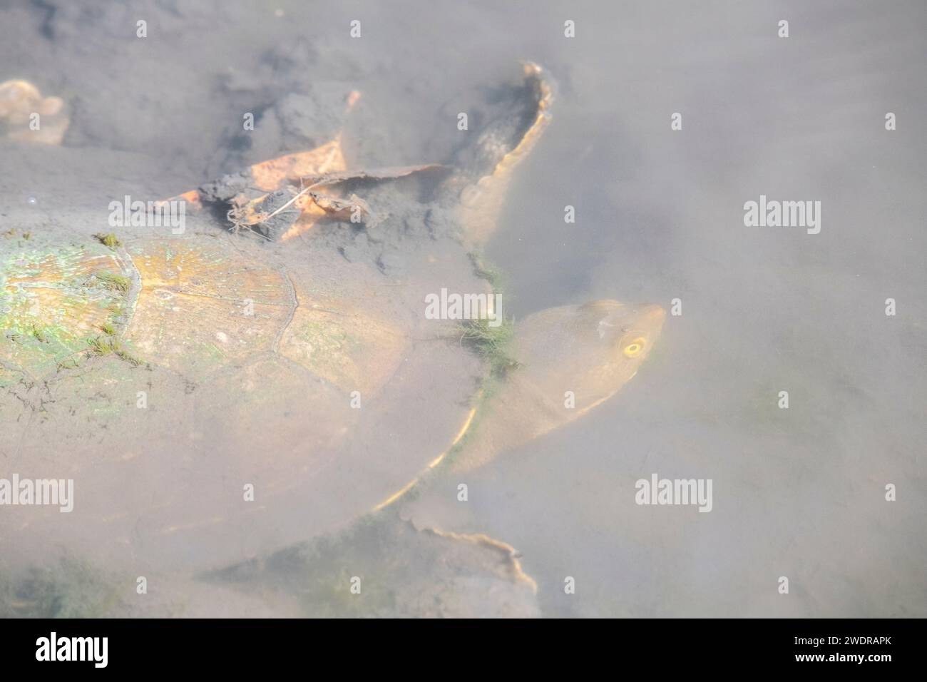 La tartaruga a collo lungo orientale (Chelodina longicollis) è una specie dell'Australia orientale di tartaruga a collo di serpente. Foto Stock