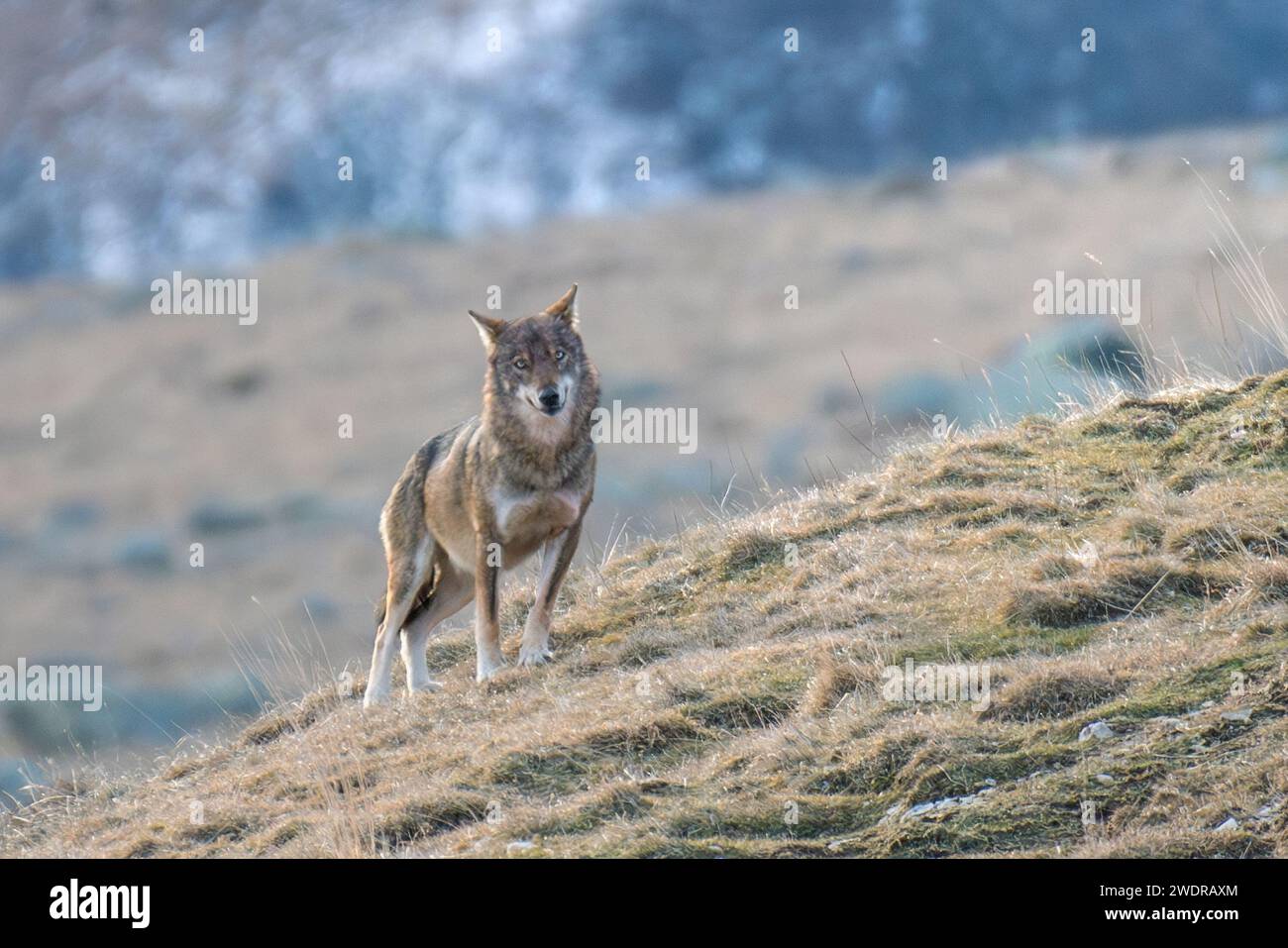 Lupo selvatico italiano (Canis lupus italicus) chiamato anche lupo appenninico che si trova su un pendio alpino e guarda direttamente nella macchina fotografica in una giornata invernale, Alpi Foto Stock