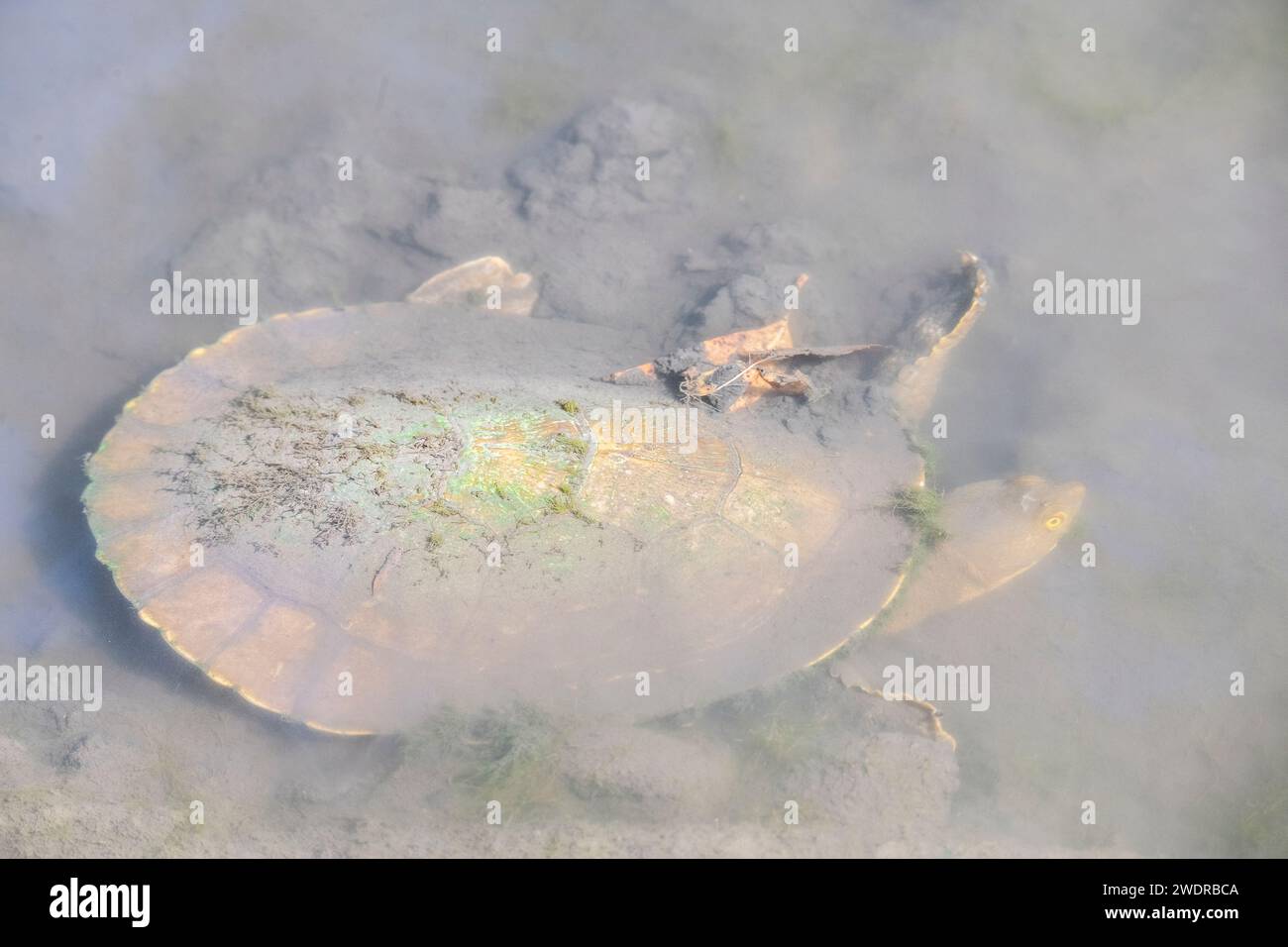 La tartaruga a collo lungo orientale (Chelodina longicollis) è una specie dell'Australia orientale di tartaruga a collo di serpente. Foto Stock