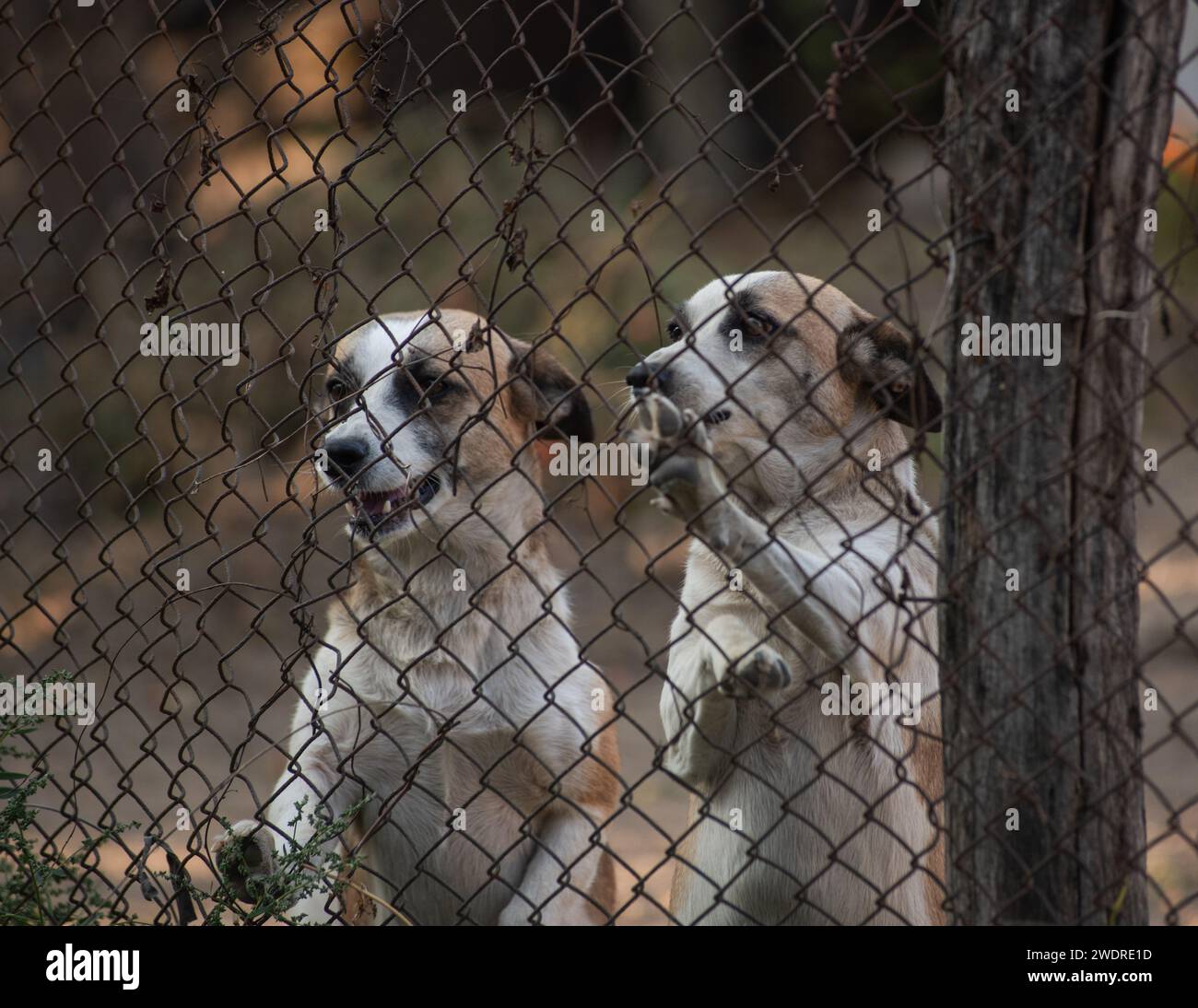 I due cani giocosi con le bocche aperte si divertono insieme dietro una recinzione Foto Stock
