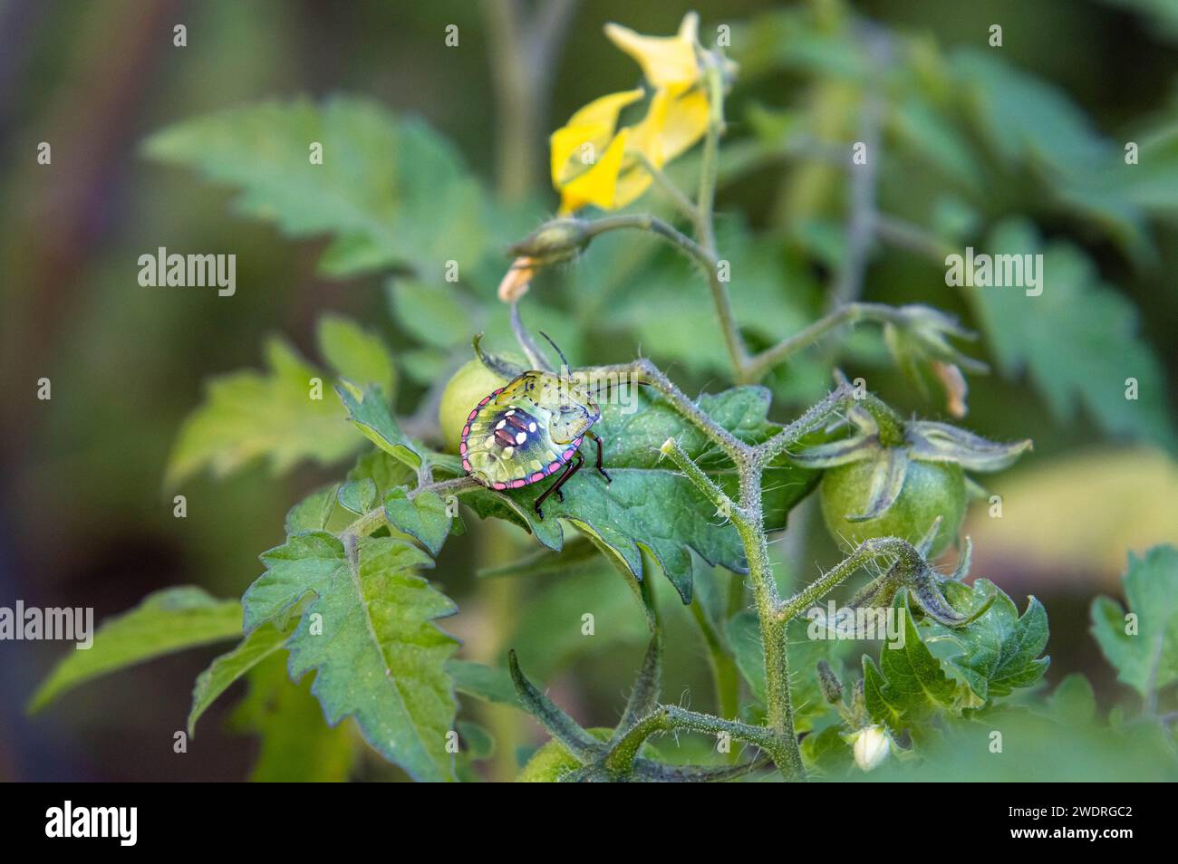 Macro di un insetto puzzolente verde meridionale - Nezara viridula su una pianta di pomodoro Foto Stock