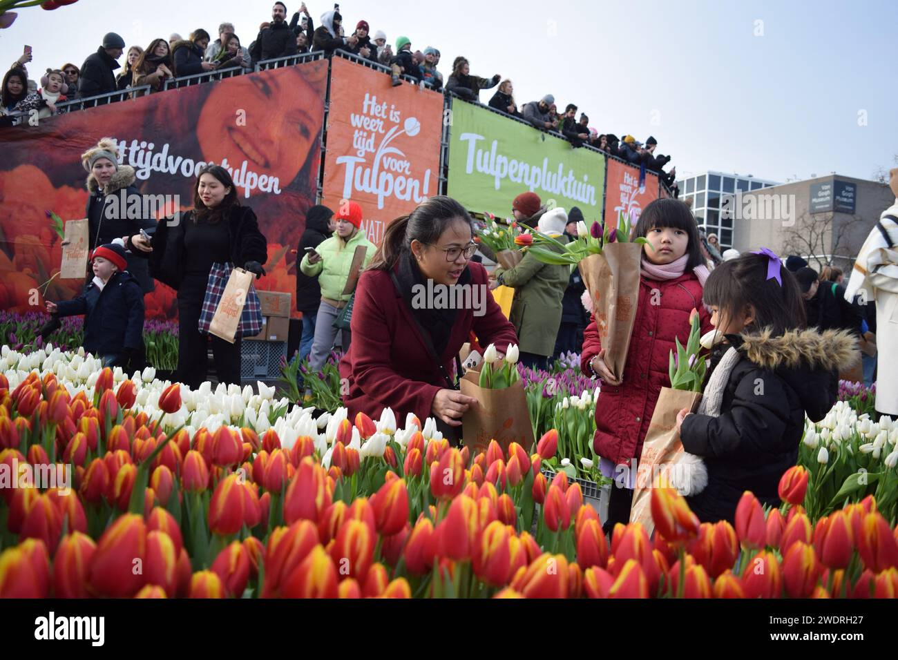 Poco fa, migliaia di persone si sono riunite in una folla massiccia il 3 gennaio per celebrare il National Tulip Day, che segna l'inizio della stagione di taglio dei tulipani. Al Museumplein di Amsterdam, un giardino di raccolta di tulipani con circa 200.000 tulipani ha attirato una folla vivace. Il giardino è stato aperto alle 13:00 e l'entusiasta riunione ha avuto l'opportunità di scegliere bouquet complementari. Il tema del 2024, "Let's Dance!" Crea il tono vibrante, con il DJ e produttore Hardwell che apre ufficialmente il giardino. A partire da questa importante giornata nazionale dei tulipani. Amsterdam, Paesi Bassi, 20 gennaio 2024. P Foto Stock