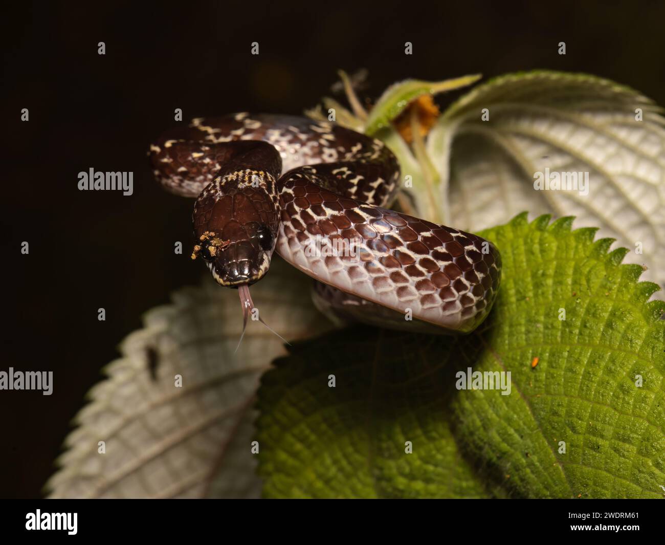 Un piccolo serpente con macchie bianche avvolto su una foglia. Foto Stock