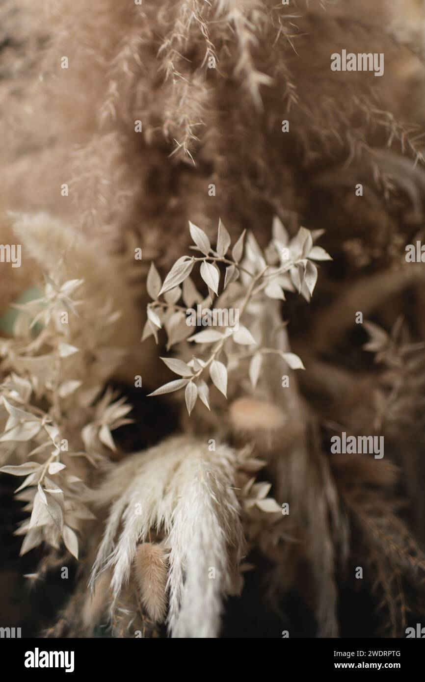 Primo piano di un gambo d'erba essiccato con foglie circondate da erba di pampa Foto Stock