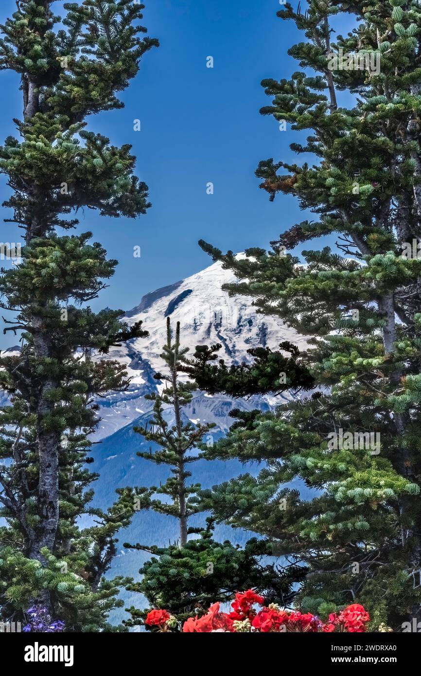 Colorful Flowers Mount Rainier Crystal Mountain Lookout Pierce C. Foto Stock