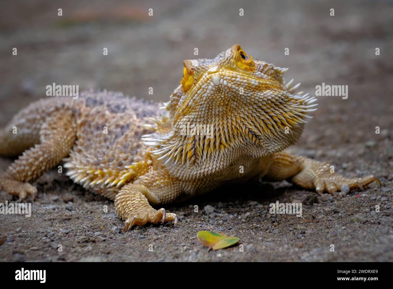 Lucertola di drago barba marrone (Pogona) Foto Stock