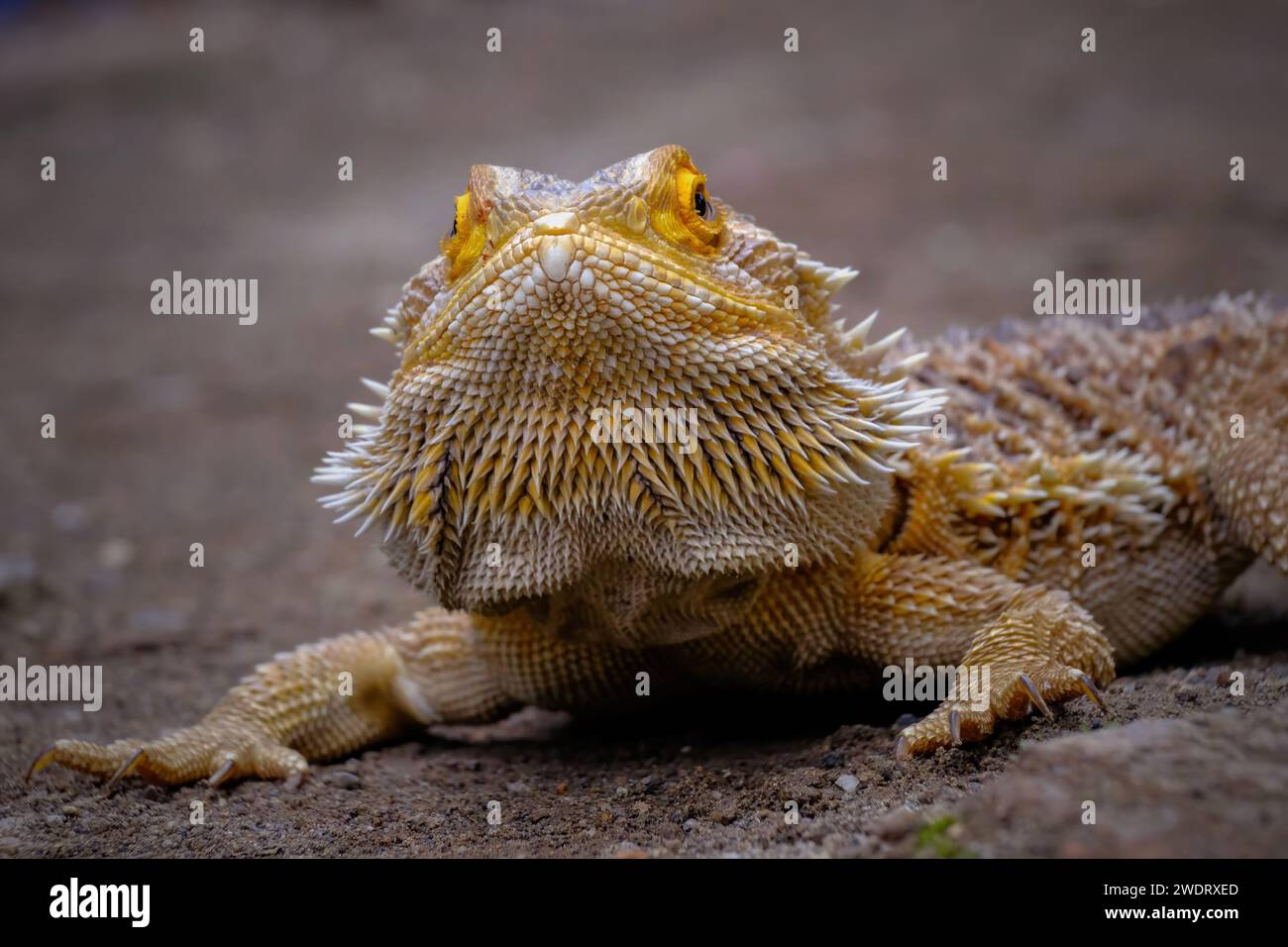 Lucertola di drago barba marrone (Pogona) Foto Stock