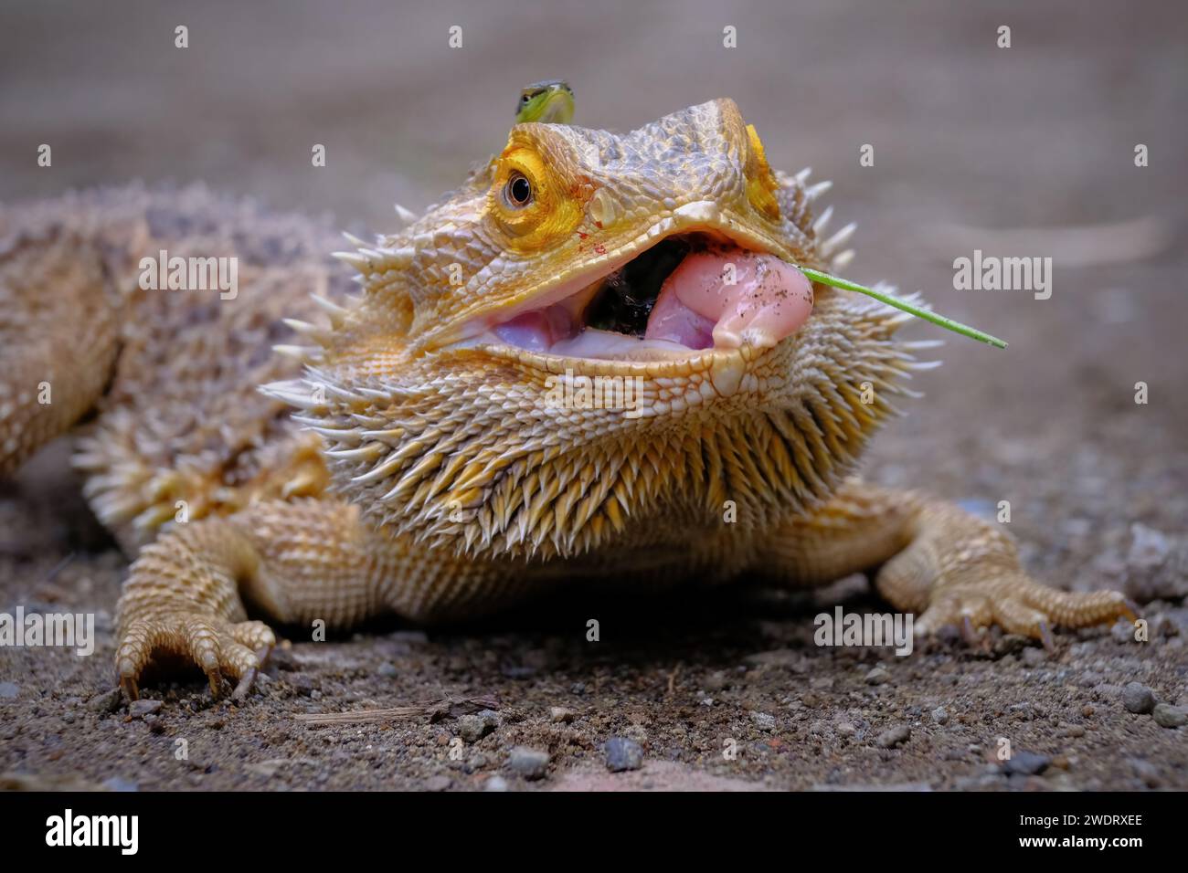 Lucertola di drago barba marrone (Pogona) Foto Stock