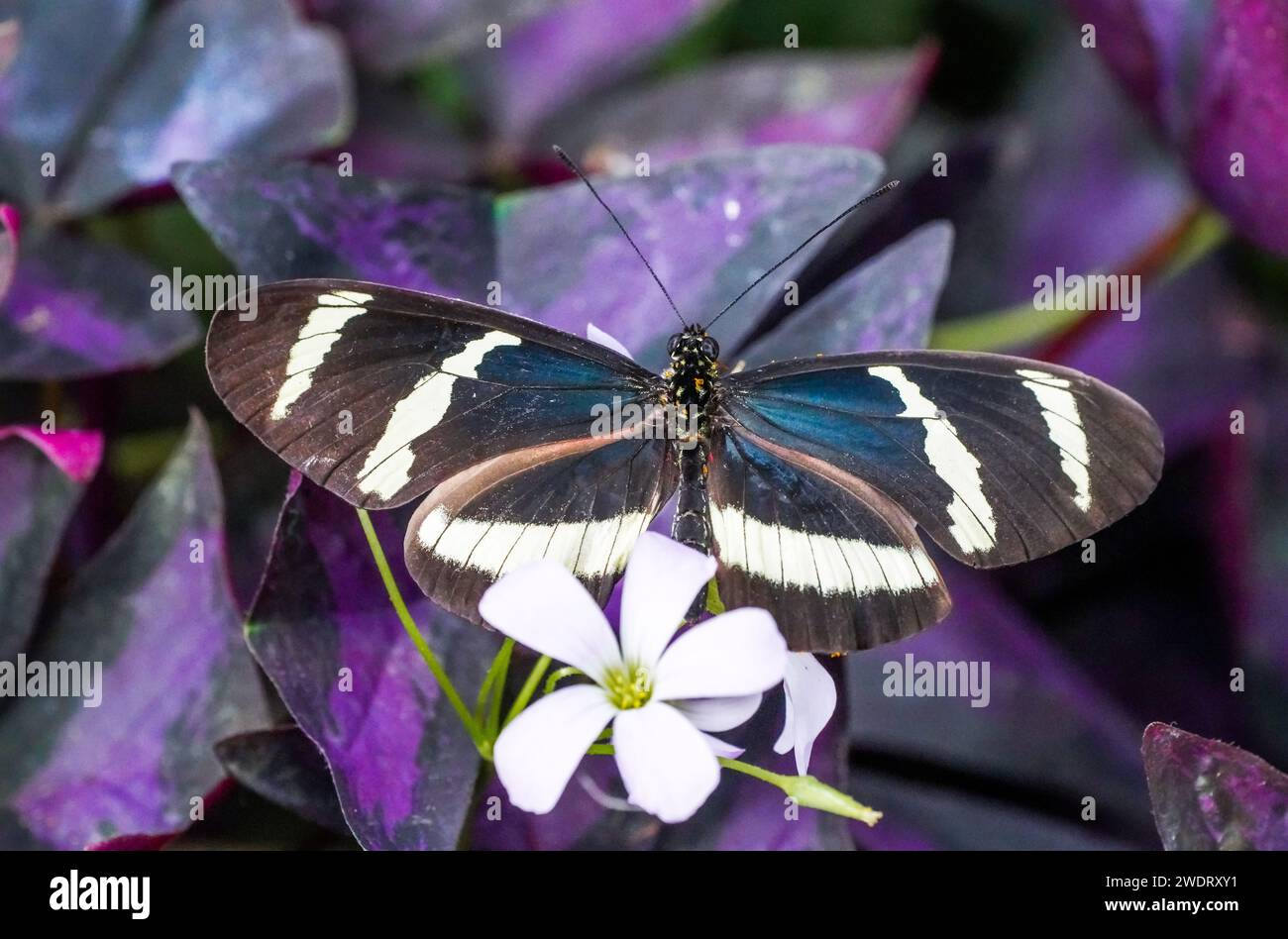 Farfalla nera, bianca e blu sul fiore. Primo piano dell'insetto. Foto Stock