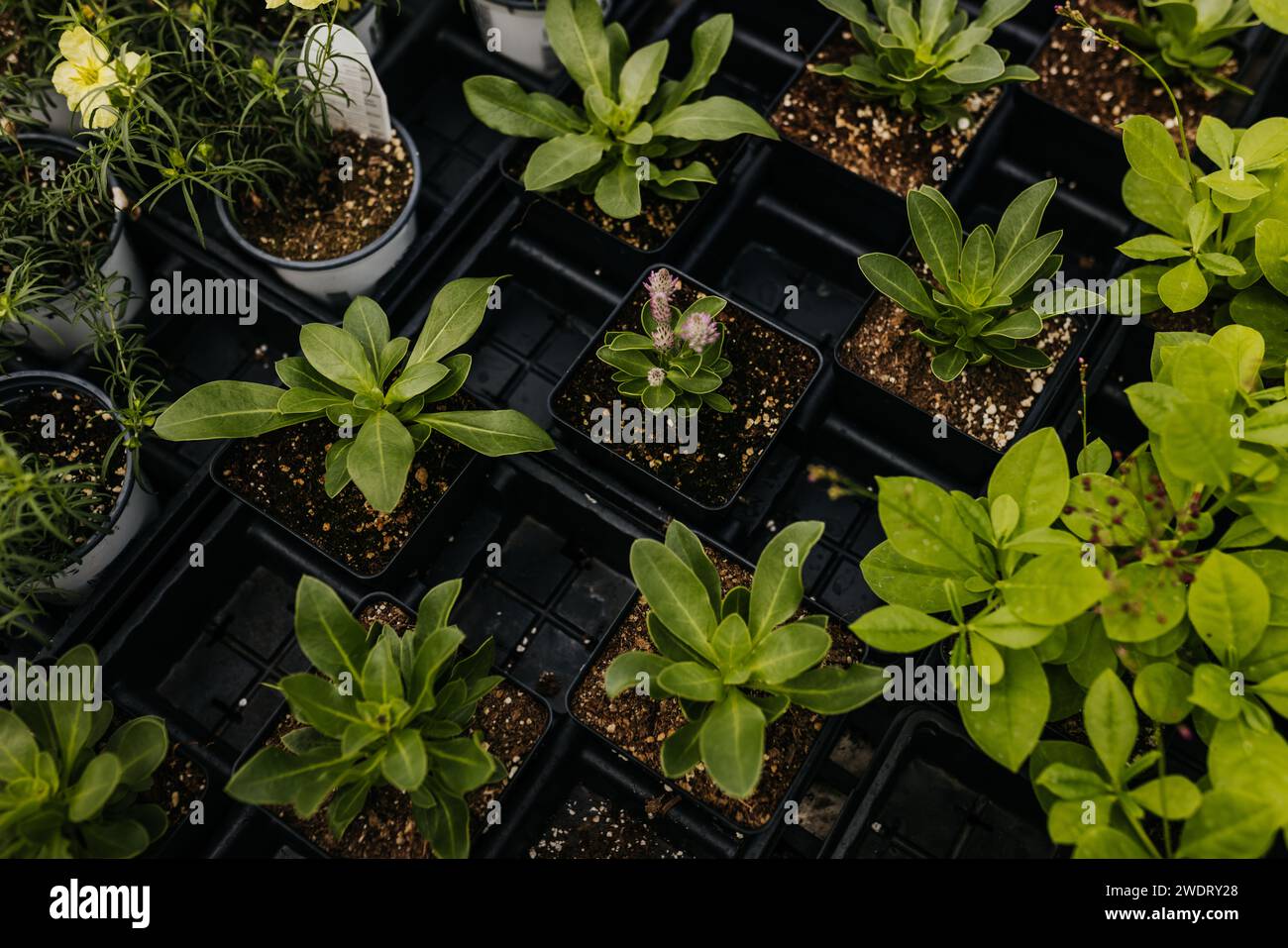 Varietà di piante in fiore nel vassoio di coltivazione della serra Foto Stock