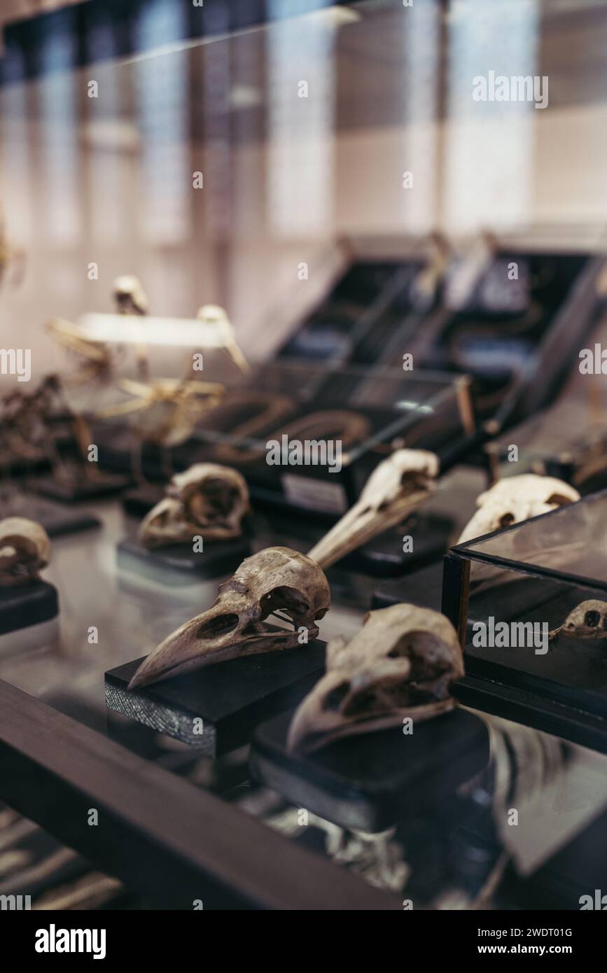 Mostra di teschi di uccelli al Museo di storia naturale Foto Stock