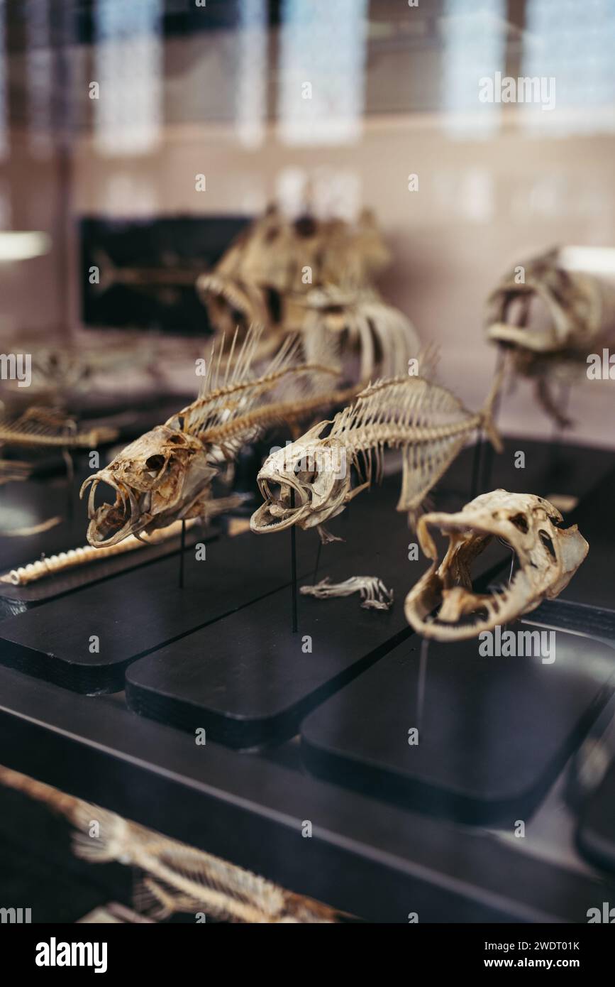 Mostra di scheletri di pesci presso il Museo di storia della nautrale Foto Stock
